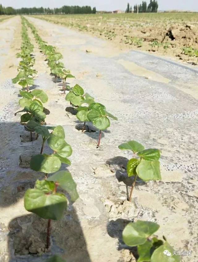 棉花苗期田间管理技术