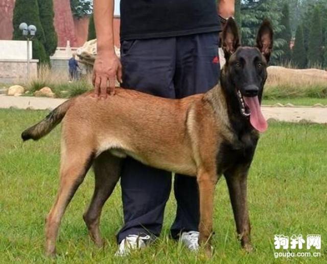 爱上马犬不需要理由