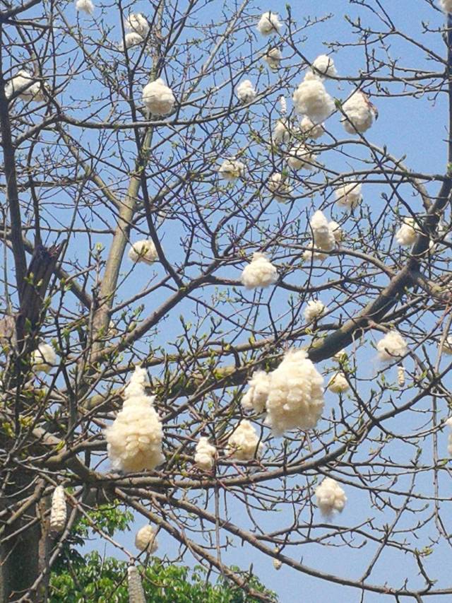 木棉一年四季都是景,花叶果棉精彩纷呈,一起来看棉花糖似的棉铃