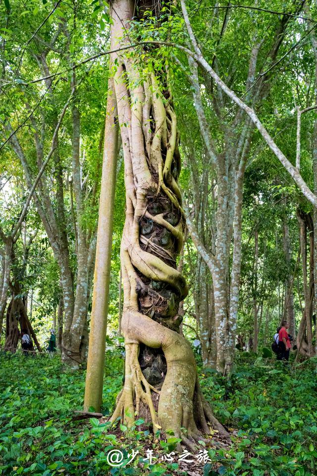 绞杀现象是热带雨林中一道奇特的景观,没错了还是榕树.