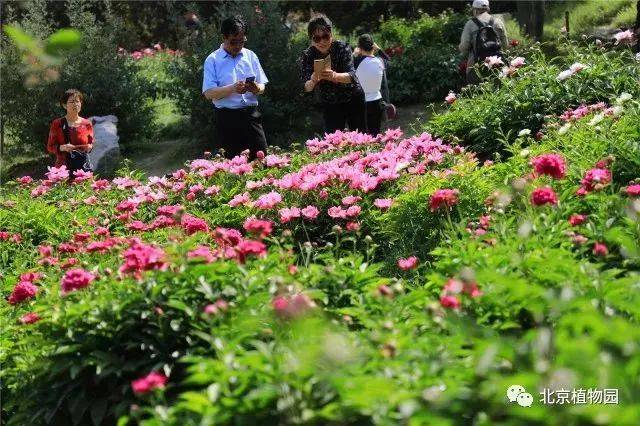 近日,北京植物园芍药园内的芍药花进入观赏期,200余个品种近万株芍药