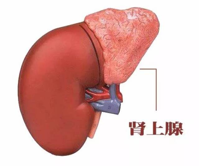 由于肾上腺的位置在腹腔深处,周围被众多器官遮盖,传统的开腹手术刀口