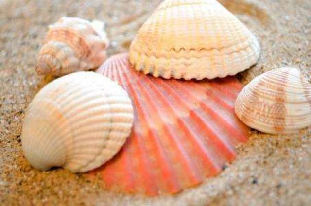 珍贝壳贝壳粉原料选用珍珠贝,扇贝,牡蛎,既保护了自然资源又解决了