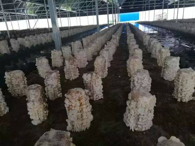 木耳小镇丨木耳也是风景