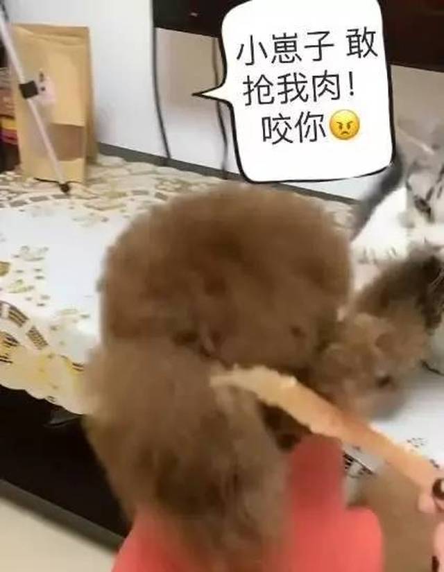 泰迪与猫咪是好朋友,可当猫咪抢泰迪小鱼干,泰迪炸了!