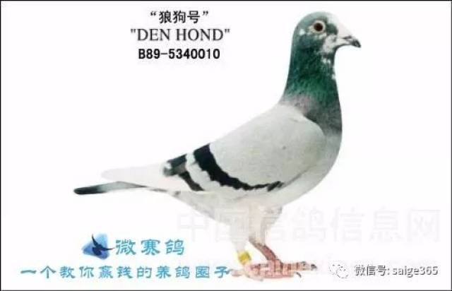 【鸽赏图】桑杰士铭鸽欣赏,中国鸽友饲育最多的鸽系之