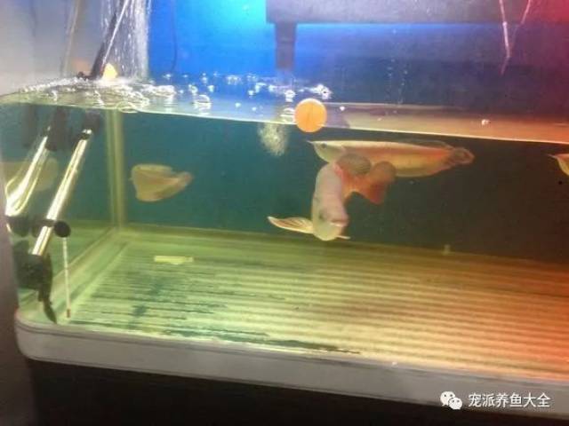 鱼缸水发黄有7种可能原因,必须瞧瞧!~