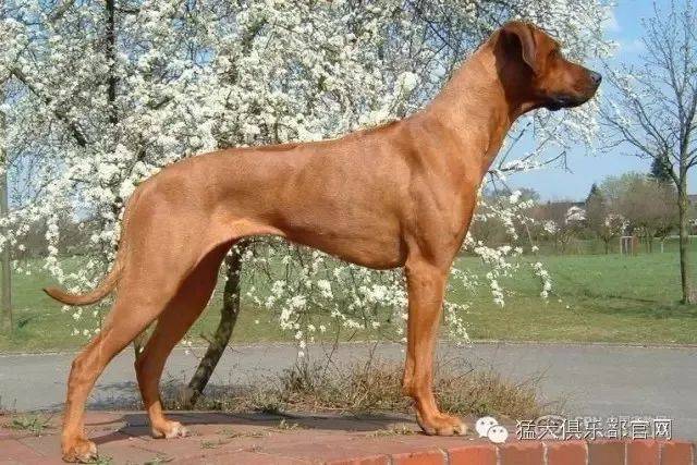 所谓的十大冷门犬种其实也是勇猛魅力十足的猛犬