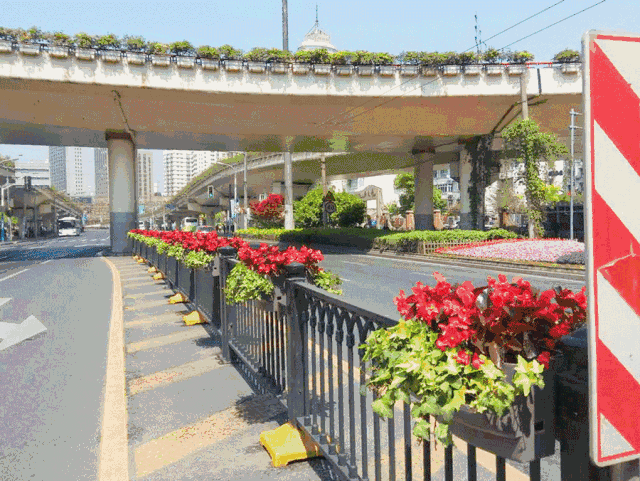 静安更换了60万盆花,它们都去了哪儿?
