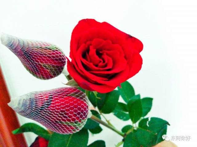 原生态玫瑰:现摘带刺带叶含苞待放的玫瑰,可送给自己带回家养