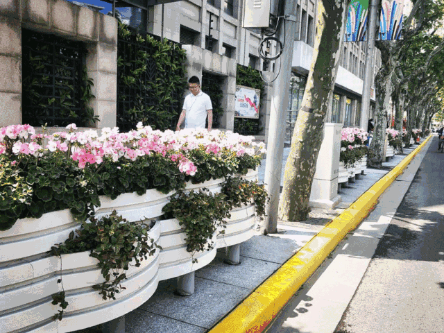 静安更换了60万盆花,它们都去了哪儿?