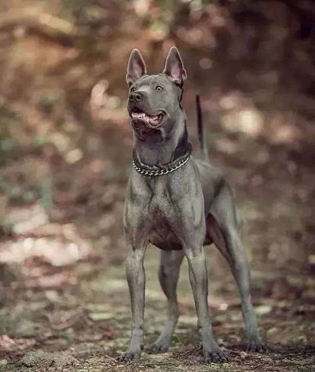 所谓的十大冷门犬种其实也是勇猛魅力十足的猛犬