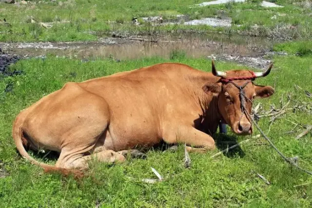 母牛的分娩和助产概述!牛犊100%成活率!