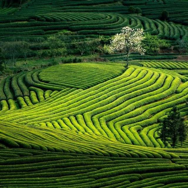 生态茶园 黄恒日 昭平绿(茶) 昭平生态茶山