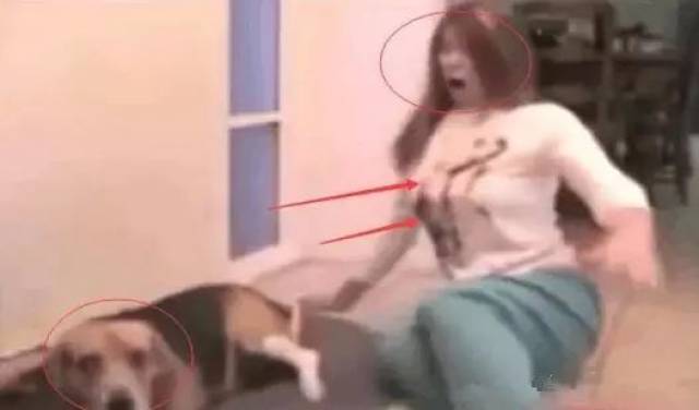狗狗拉肚子,女主人过来安慰,接下来发生的事终身难忘!
