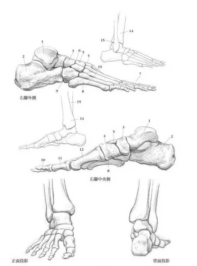 是画龙点睛 画不好 这幅画也就go die了 我们先来了解一下脚的骨骼吧
