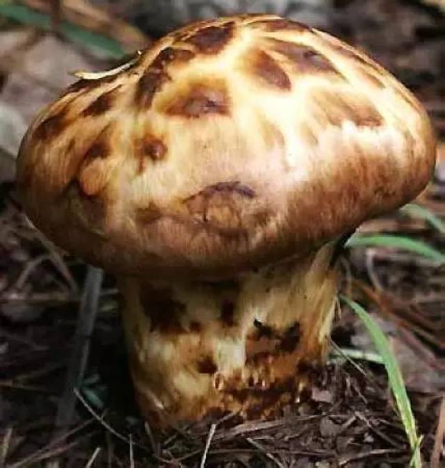 够资深才吃过!攀枝花"头水蘑菇"上市啦~隔着屏幕都闻到了香