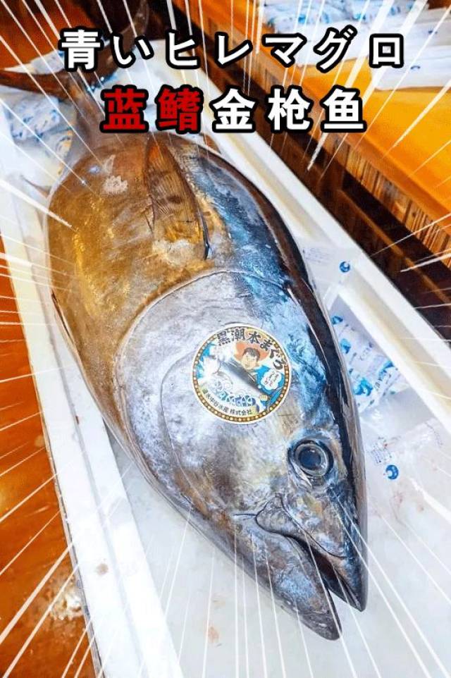 在日料界, 金枪鱼开鱼祭 可以算得上是相当有仪式感的盛宴了!