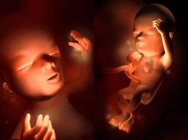 孕11周胎儿约会长到45~63毫米,这个时候生殖器开始发育,胎儿的手指甲