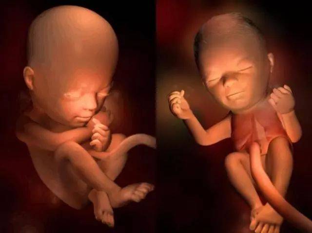 孕22周胎儿的眉毛和眼睑更清晰了,手指也长出了指甲.
