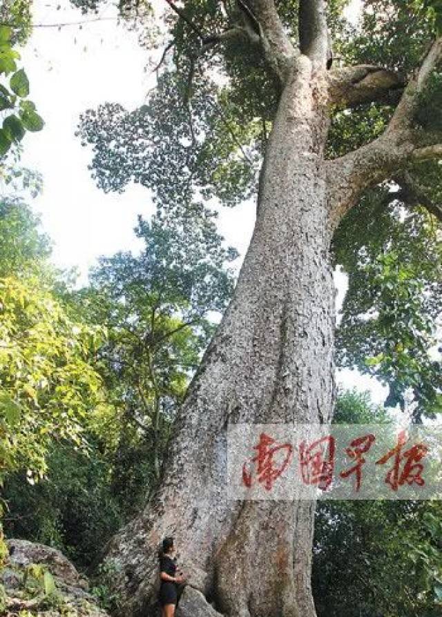 崇左这棵蚬木入选中国最美古树,树龄超2300年