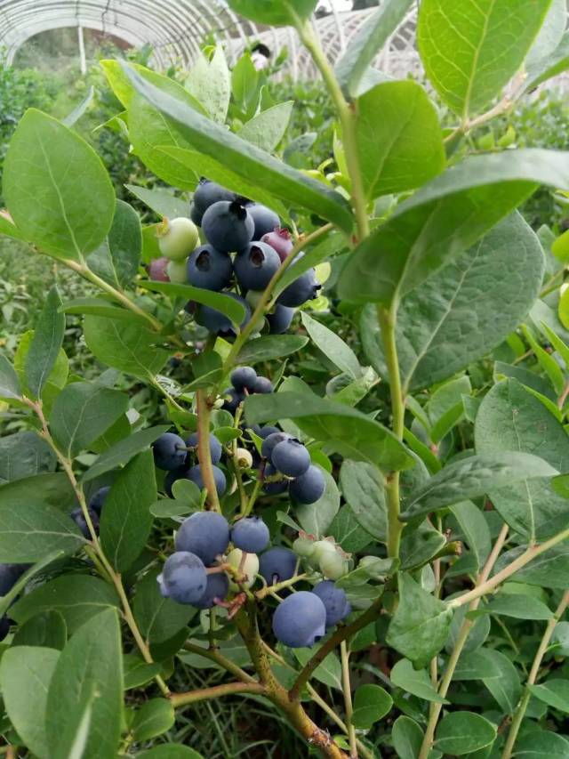 约上朋友,带上家人 来盈江源润坚果蓝莓基地 蓝莓已进入成熟季 一颗