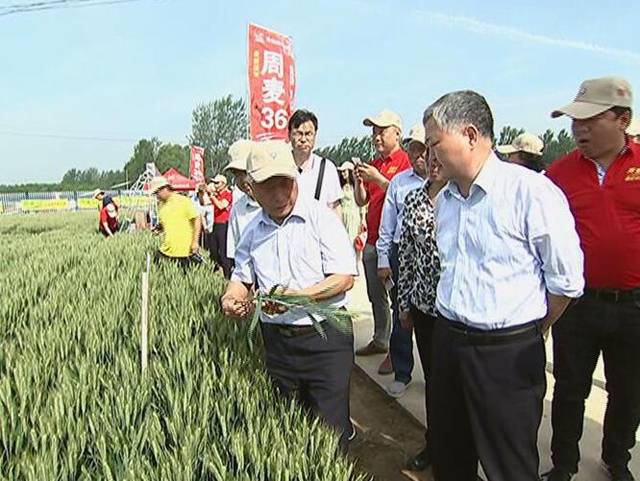 "周麦36号"确实很优秀