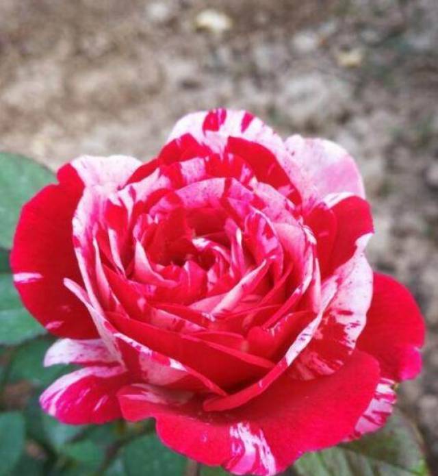 夏季苗木养护管理 你需要这样做(图1) 夏季苗木养护管理 你需要这样做(图1)