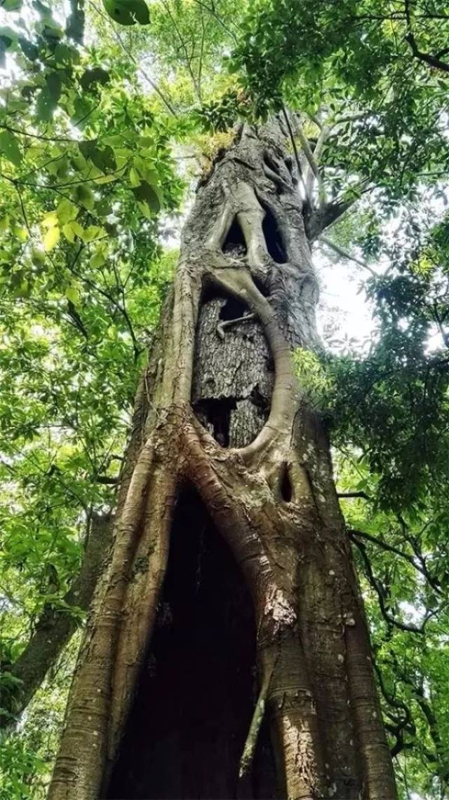 厉害了!这株"中国最美古树"就在虎贝彭家村,树龄高达1100多年!