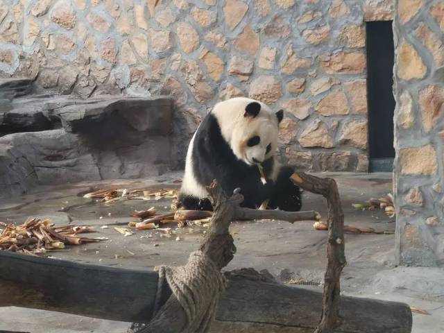 "了~小伙伴们就可以看到"双喜"和"梅浜"唐山动物园大熊猫馆正式开放