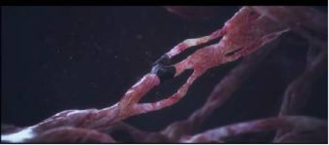 大国重器:全球首台全自动干细胞诱导培养设备