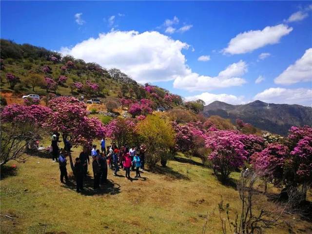 鹤庆马耳山万亩杜鹃花盛开,周末看花约不