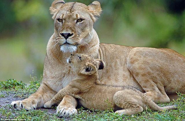 温柔照顾宝宝的母狮子心脏骤停再也没醒来小狮子永远失去了妈妈
