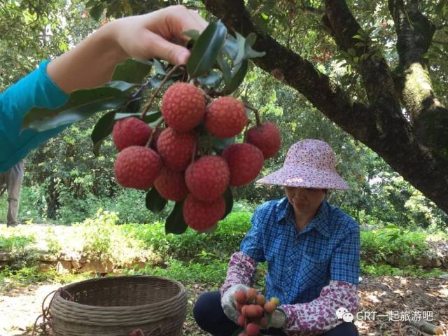 快戳!"千年荔乡"2018茂名高州荔枝文化节宣传片出炉