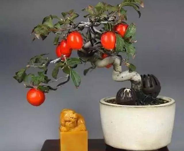 老鸦柿盆景怎么养,有什么特点?火红的果子真诱人!