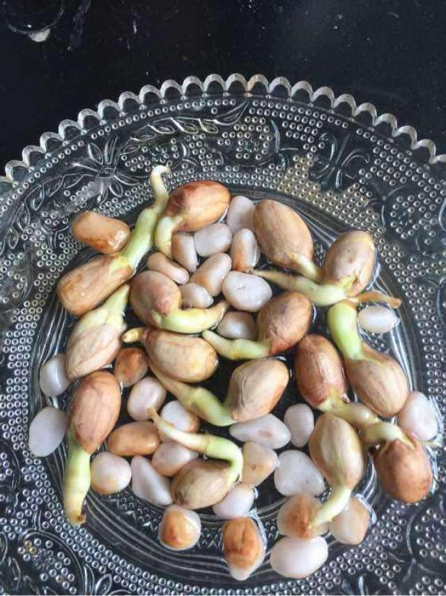 一粒花生米, 扔进花盆, 7天变盆栽, 开花上千朵, 比绿萝好看多了