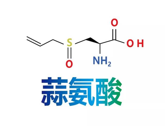 氨基酸家族(连载三十二·蒜氨酸)