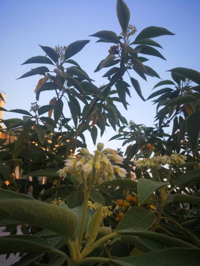 看似像烟草花叶,结果却成假烟叶树,你可记得老家田头路边的花?