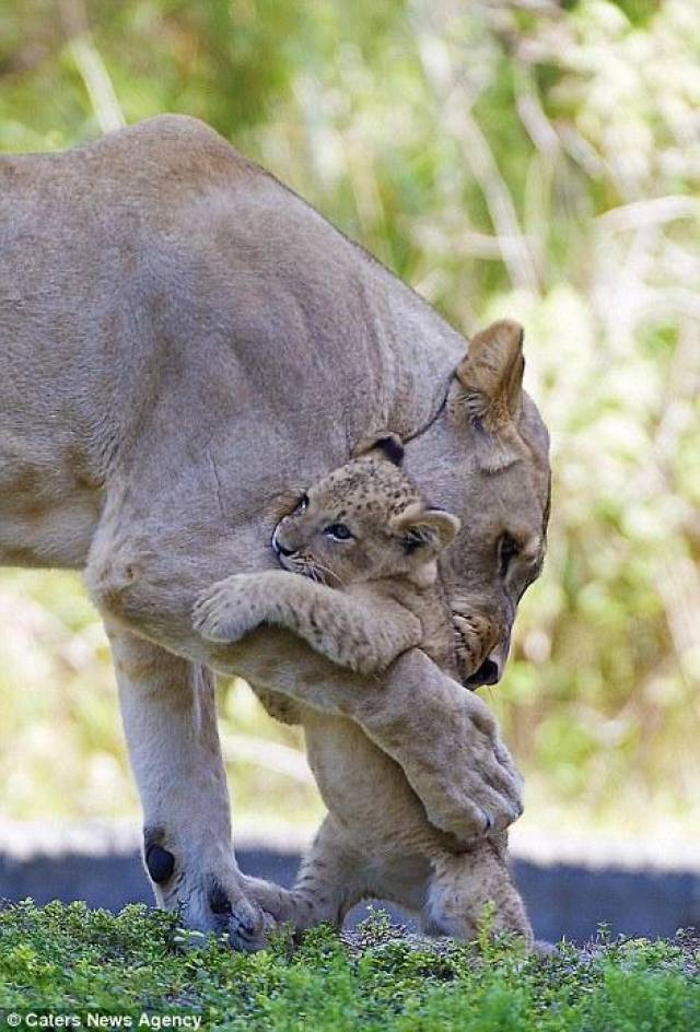 温柔照顾宝宝的母狮子心脏骤停再也没醒来,小狮子永远