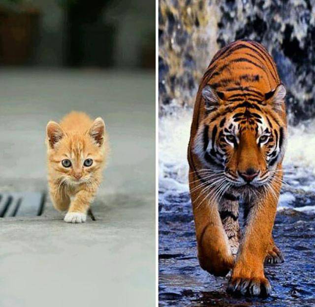 猫猫和老虎,只是小了点