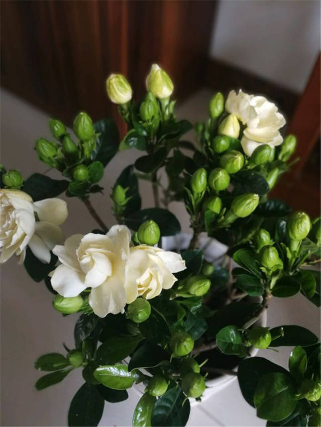 栀子花开花少,长不好,只因为土里加了这东西!