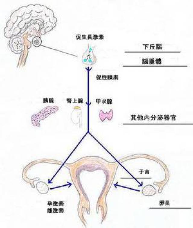 (图:下丘脑-垂体-卵巢轴)