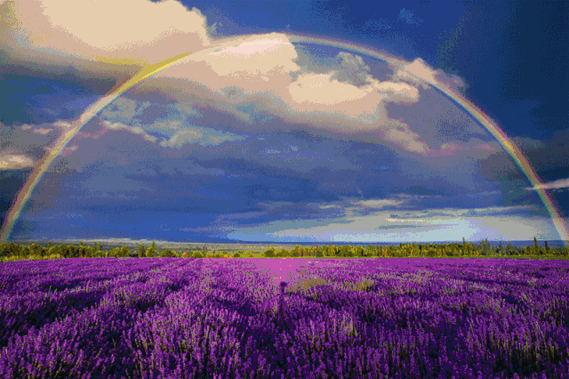 壁纸 成片种植 风景 植物 种植基地 桌面 640_426 gif 动态图 动图