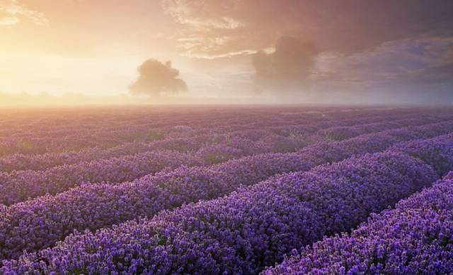 有闻名于世的大片紫色薰衣草的迷人风景,还有流传很久的浪漫爱情传奇