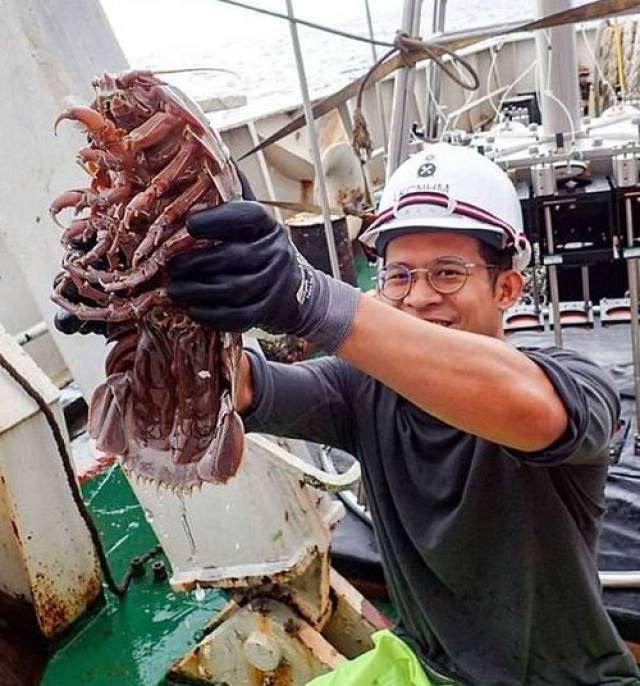 深海巨型蟑螂见过没?科学家耗两星期,在印尼海底发现新物种!