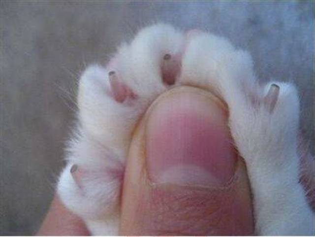 注意事项 1,因为后足的活动不如前爪活跃,猫咪后足的指甲会比前爪的