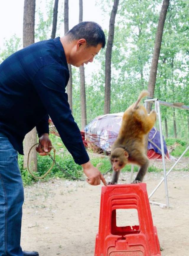 李尹家的后院是训练场地,他时常在这里训练猴子做倒立等各种动作.