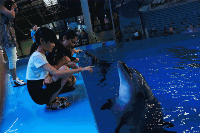 动物 海底 海底世界 海洋馆 鲸鱼 水族馆 600_400 gif 动态图 动图