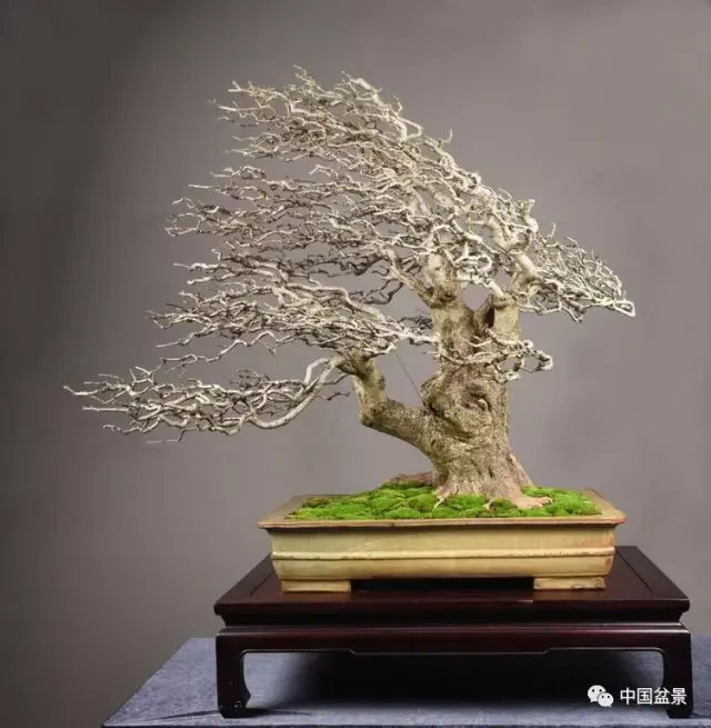 11.卧盆型盆景:宜配长方浅盆,盆面配上凹凸起伏的苔藓会更有艺术感.