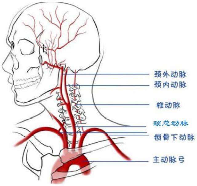 脑血管大体走行及血供部位解剖